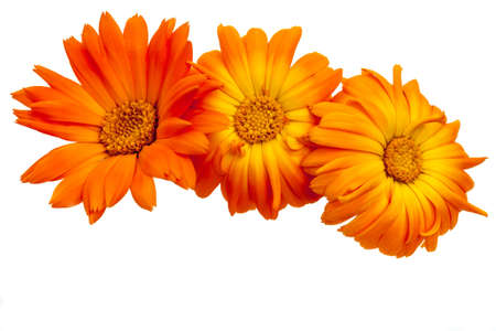 orange gerbera on white backgroundの写真素材
