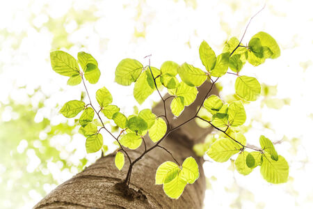 Green leaves on a branch beech