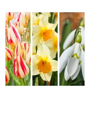 collage of flowering narcissus, snowdrop, tulipの写真素材