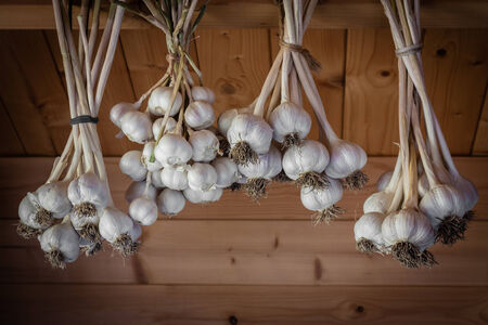 bunch of garlic hanging on the wooden background