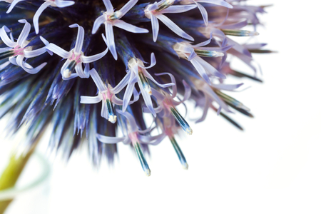 Close up of beautiful blue flower Echinops bannaticusの写真素材