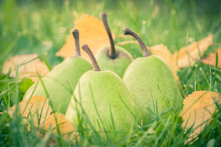 green pears in the morning grassの写真素材