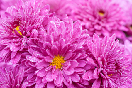 beautiful colorful flowers purple chrysanthemumsの写真素材