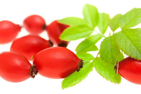 Rosehip berries on a white backgroundの写真素材