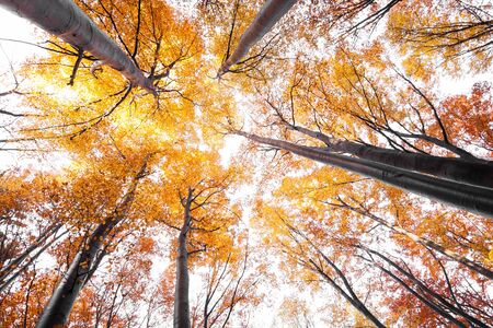 view into crowns autumn beeches