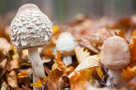 parasol mushroom in autumn leavesの写真素材