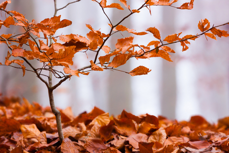 Autumn color beech with little background fallen leavesの写真素材