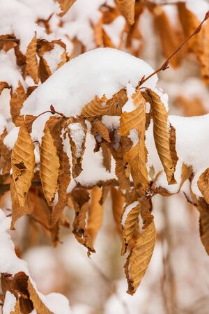 Brown leaves of a tree snow-boundの写真素材