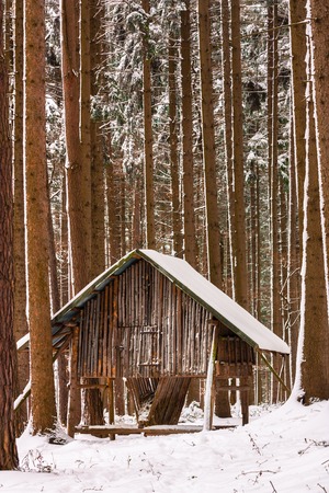 hay rack in the winter forestの写真素材