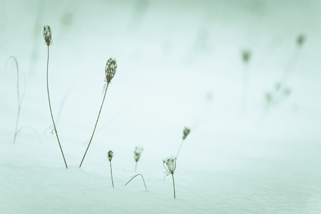 dry grass in the snowの写真素材