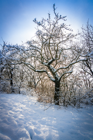 snow covered tree branches in winter landscapeの写真素材