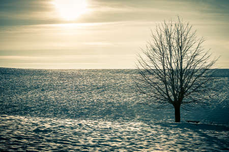 lonely tree in a winter fieldの写真素材