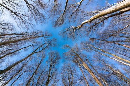 High Beeches with a background of blue skyの写真素材