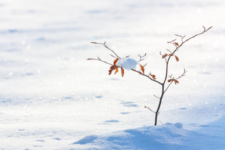 small beech tree winter snow-boundの写真素材