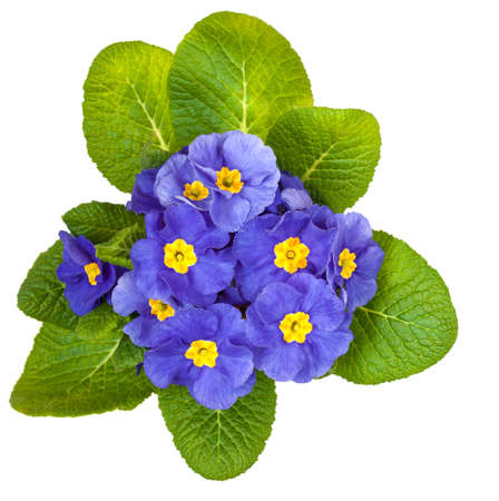Blue spring primroses on a white backgroundの写真素材