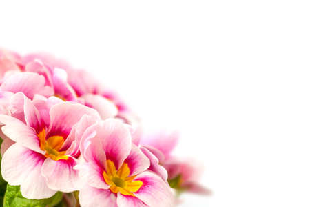 pink spring primroses on a white backgroundの写真素材