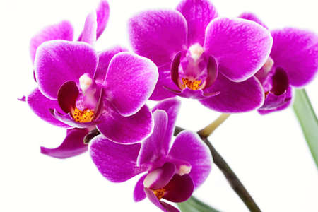 Close up of a purple flower phalaenopsis on white backgroundの写真素材