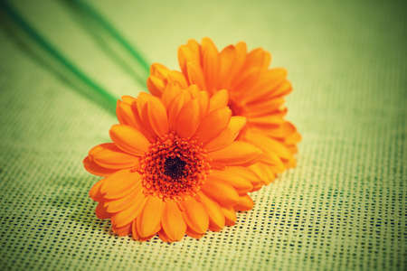 orange flowers in vintage styleの写真素材