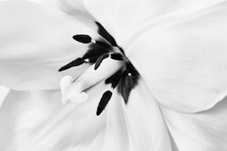 Close up of black and white tulip flowerの写真素材