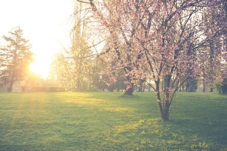 sunrise in the spring park