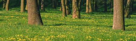 Yellow dandelions blooming tree trunksの写真素材