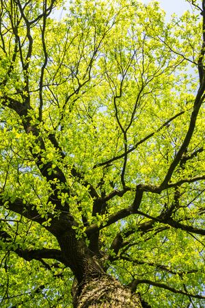 spring green leaves of a mature oak