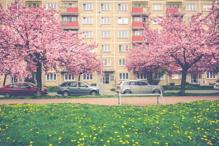 vintage Spring blooming pink trees in city parkの写真素材
