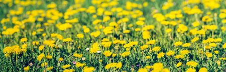 panorama of spring yellow flowers dandelionsの写真素材