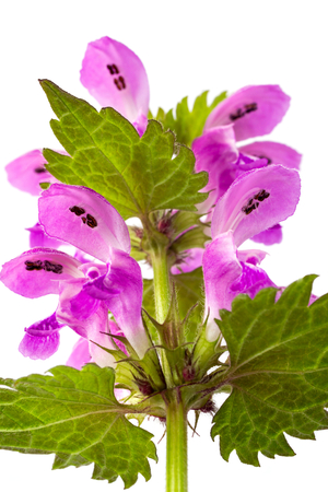 purple dead nettle on a white background