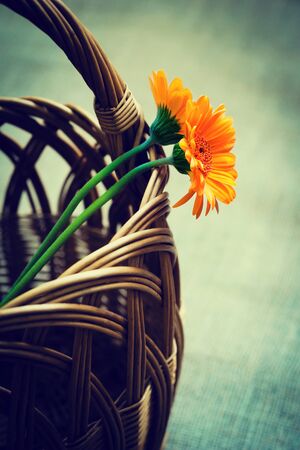 colorful gerbera flowers in a wicker basketの写真素材