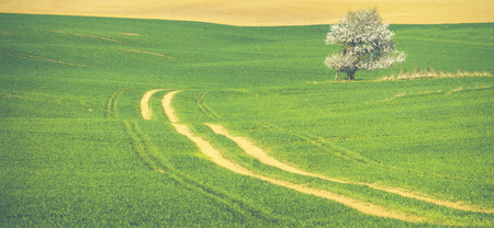 Lonely blossoming tree in green fieldの写真素材