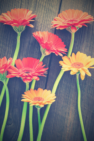 colorful gerbera flowers on a wooden backgroundの写真素材