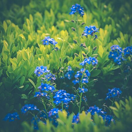 forget-me-blue flowers on a green backgroundの写真素材