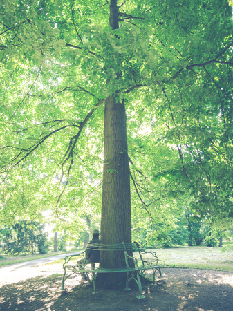 garden bench under a full-grown beechの写真素材