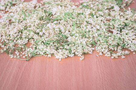 white dried flowers of elderberryの写真素材