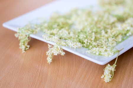 white dried flowers of elderberryの写真素材