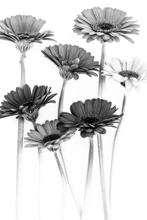 Black and white flowers on a white backgroundの写真素材