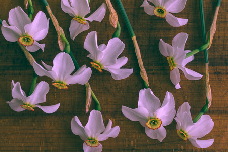 narcissus flowers on wooden backgroundの写真素材