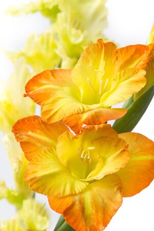 Close up of orange blossom irisesの写真素材