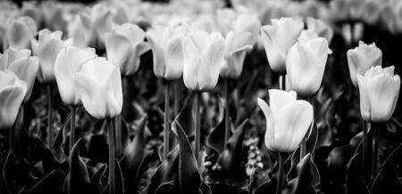 black and white panorama of the flowers of tulipsの写真素材