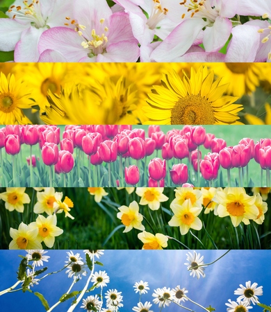collage of sunflowers, daisies, tulips, daffodilsの写真素材
