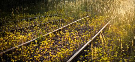 Sedum beautiful yellow flowers on a railway trackの写真素材