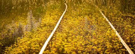 Sedum beautiful yellow flowers on a railway trackの写真素材