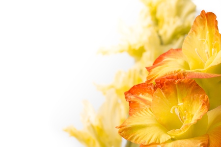 Close up of orange blossom irisesの写真素材