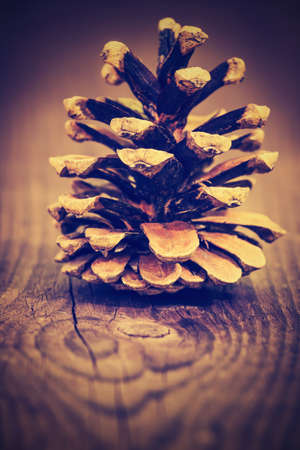 pine cone on a brown backgroundの写真素材