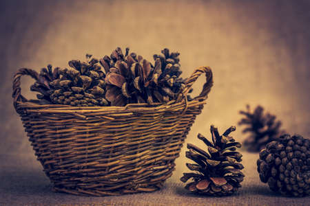 pine cone on a brown backgroundの写真素材