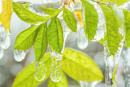 frozen green leaves of iciclesの写真素材