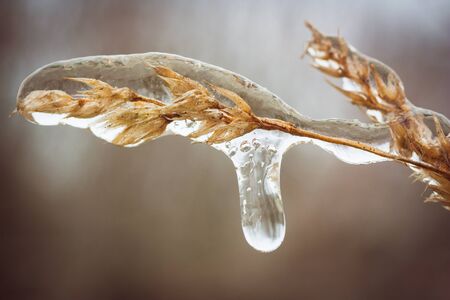 Close up of frozen blade of grassの写真素材