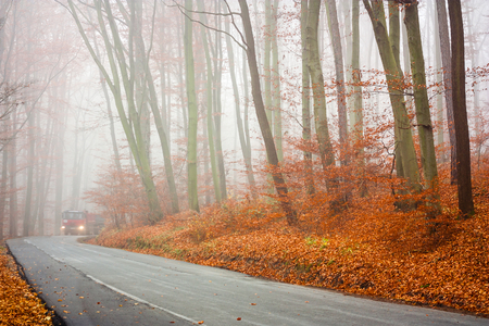 Autumn forest road in fogの写真素材