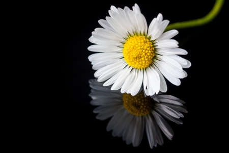 daisy on black glass reflectionの写真素材